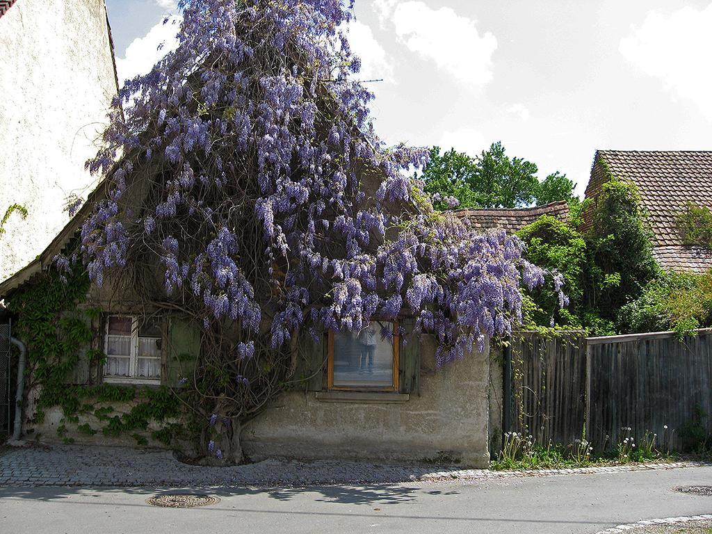 Die Sprachpension - The Language Guesthouse Vogtsburg Esterno foto
